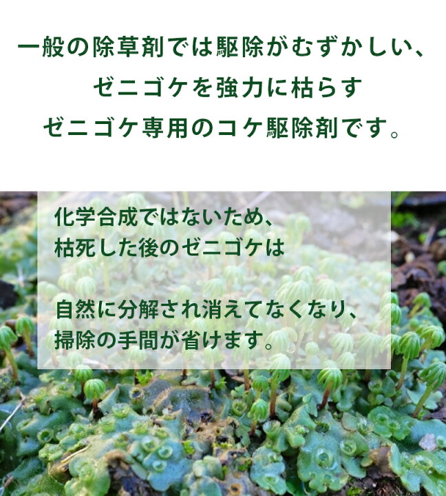 楽天市場 1000円offクーポン配布中 送料無料 コケそうじ ゼニゴケ除去剤 濃縮液 500ml 業務用 詰め替え 10倍希釈 パネフリ工業 除草剤 庭 階段 ビニールハウス ライフスタイル 生活雑貨のmofu