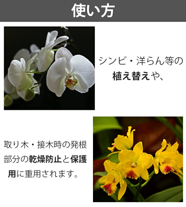 楽天市場 送料無料 水苔 500g ミズゴケ 水ごけ 南米産 家庭菜園 ガーデニング 植え換え 胡蝶蘭 洋蘭 ラン 乾燥防止 観葉植物 園芸用品 大容量 業務用 あかぎ園芸 高級水苔 家庭用 ライフスタイル 生活雑貨のmofu