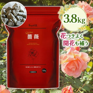 L@엿 o oCIS[h ZNV KN 3.8kg { VR엿 ͍ K[fjO yǍ ͔ _  A hܕsgp