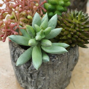 50%OFFyX[p[Z[ N[|zzIz AeB[N G  A tFCNO[ CeAO[ ϗtA  TbJe tXgO[ 3.5cm×8cm