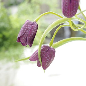 yz AeB[N tFCNO[ A[gt[ t`A o[KfB Ԍa2`3×40cmy[֑z