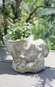 yzAeB[NG K[f 킢 AؔyRxgK[f z[hrbgz3 19×s13×15cm