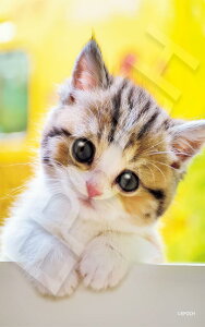 G|bNЁiEPOCHj 108s[X WO\[pY /ybg ˂ ɂ񂾂낤H i18.2×25.7cmj 03-096 ̂t wt _t