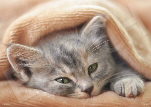 G|bN 108s[X WO\[pY /ybg ˂ ܂̂ (18.2×25.7cm) 03-090 ̂t wt _t EPOCH