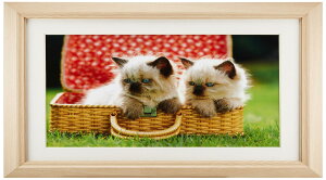 FUJICOLOR z M12 AN ؒn Ch6 ؐ x[W 47022