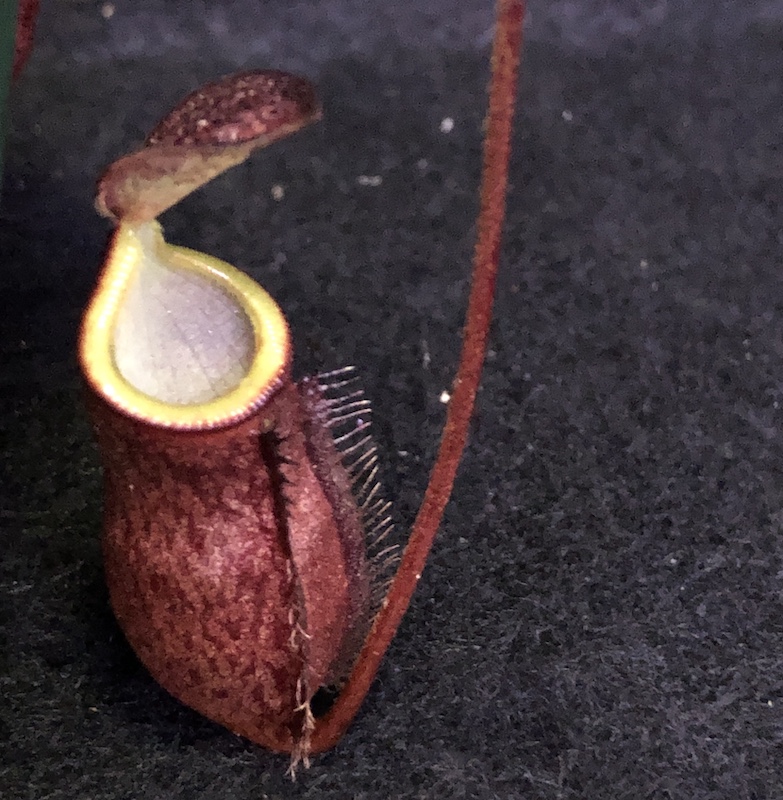 楽天市場】☆Nepenthes palawanensis [BE] 食虫植物 ウツボカズラ 
