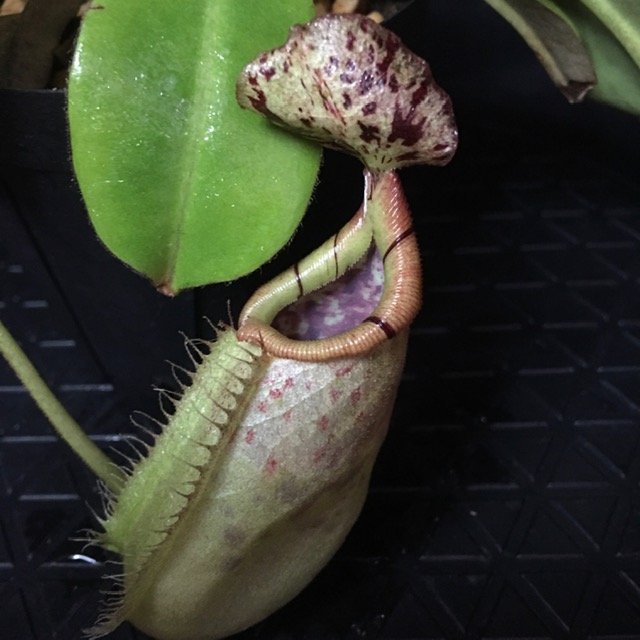 楽天市場】 Nepenthes : CherryRadishPlants