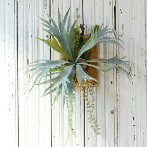 Nxoׁ@HANAYUKI tFCNO[ rJNV_ ݂艺 nMO 58cm G}H lHϗtA CeAO[ zj JXj JƏj av[g j ސE