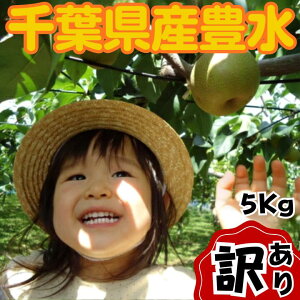 �L�� 5Kg�y�󂠂�z�䒆�� �y3L�z�䒆�� �� 2026 ���̗� �Ȃ� �ʕ� �M�t�g ���� �v���[���g �ق����� �h�V�̓� ����p ���� ��t���̗� �i�V �Y�n���� ������ �Y�� ��t���Y ��t�� ���j ��