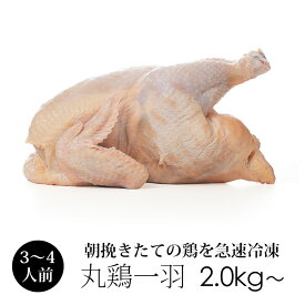 丸鶏 (丸鳥 中抜き 1羽) 紀の国みかんどり 鶏肉 1羽 約2.0kg〜2.8kg (冷凍) 鳥肉 ローストチキンに みかん鶏