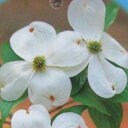 楽天市場 樹木コーナー 花木 落葉 高木 ハナミズキ アメリカヤマボウシ 千草園芸