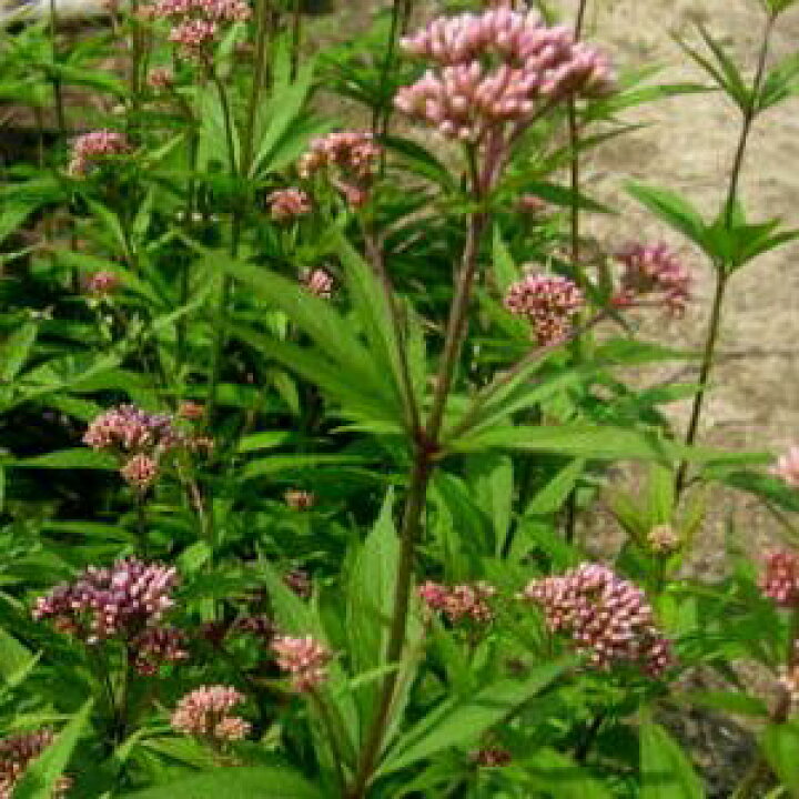 楽天市場 フジバカマ苗 赤花 桃花 3 5号苗 E10 千草園芸 楽天市場 フジバカマ苗 赤花 桃花 3 5号苗 E10 千草園芸