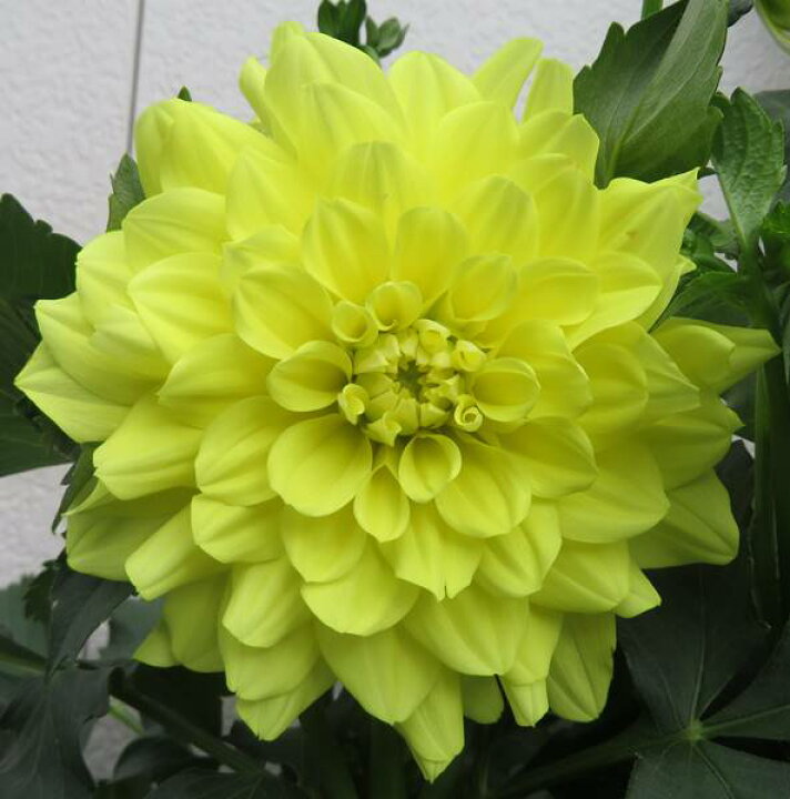 激安超特価 6号鉢植え ダリア こくちょう 中大輪咲 黒蝶 鉢花