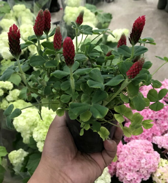 楽天市場 2個セット クリムソンクローバー ディクシー ストロベリーキャンドル 3号苗 J2 千草園芸