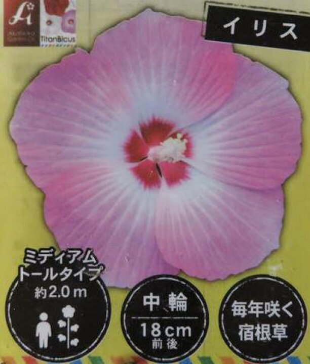 楽天市場 タイタンビカス イリス ピンク花系 3 5号苗 J03 8 千草園芸 楽天市場 タイタンビカス イリス ピンク花系 3 5号苗 J03 8 千草園芸