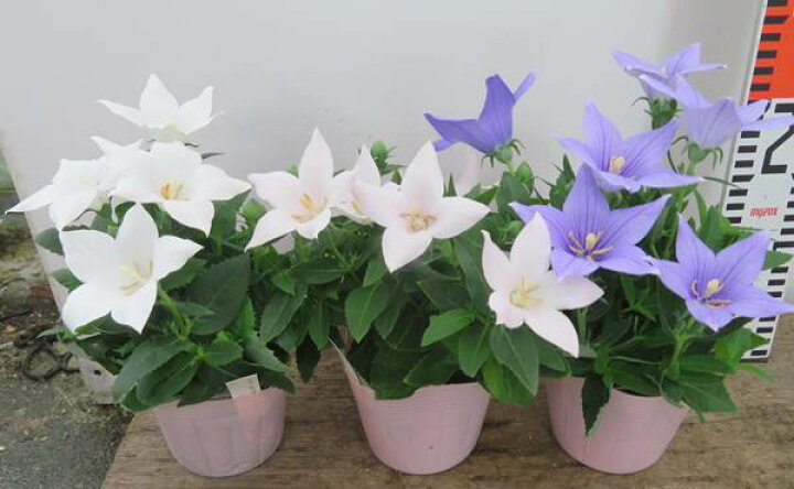 楽天市場 花終わり 色で選べる 桔梗 キキョウ 矮性種 ポップスター 3 5号苗 02 千草園芸