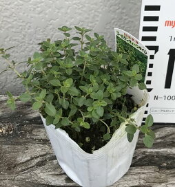 楽天市場 草花コーナー ハーブ苗 タイム系 千草園芸
