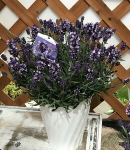 ラベンダー 苗 生花の人気商品 通販 価格比較 価格 Com