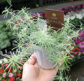 楽天市場 グランドカバー 常緑 多年草 観葉植物 花 観葉植物 花 ガーデン Diyの通販