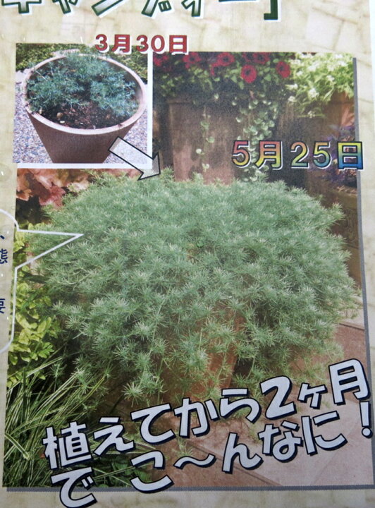 楽天市場 ロータス コットンキャンディー 3号苗 03 千草園芸