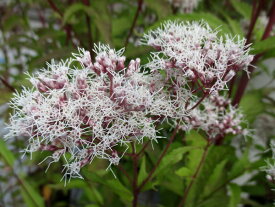 フジバカマ苗　赤花（桃花）3.5号苗