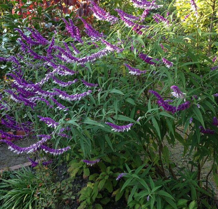 楽天市場 メキシカンセージ アメジストセージ 4 5号ポット苗 E08 千草園芸