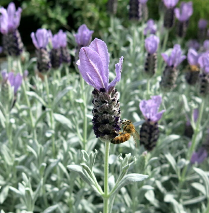 楽天市場 プラチナラベンダー シルバーアヌーク 3号苗 c1 千草園芸 楽天市場 プラチナラベンダー シルバーアヌーク 3号苗 c1 千草園芸