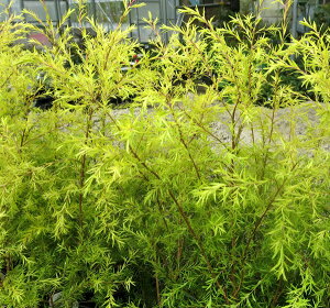 EJ(eB[c[)@ {[VS[h@4.5c