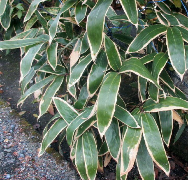 楽天市場 クマザサ 隈笹 3 5号苗 B 千草園芸