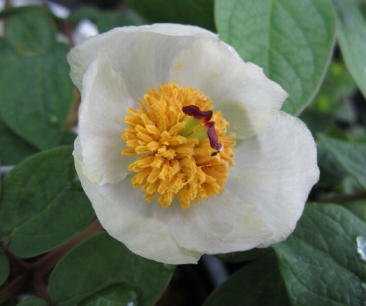 楽天市場 花終わり 山シャクヤク ヤマシャクヤク 白花 3 5号苗 B 千草園芸