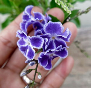 f^@p[vuˁi^JdJjX^hdā@6Ac(h38)