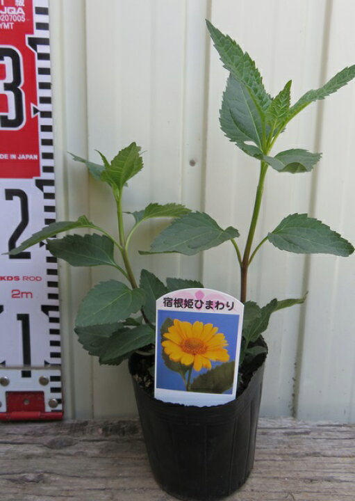 楽天市場 宿根姫ヒマワリ苗 一重 千草園芸 楽天市場 宿根姫ヒマワリ苗 一重 千草園芸
