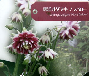 八重咲き西洋オダマキ　ノラバロー　3.5号苗（J03-6）