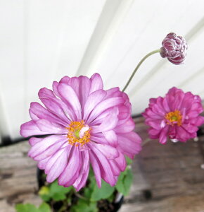 HeiVECMNj@Ԕduvc@nCbqv 4c