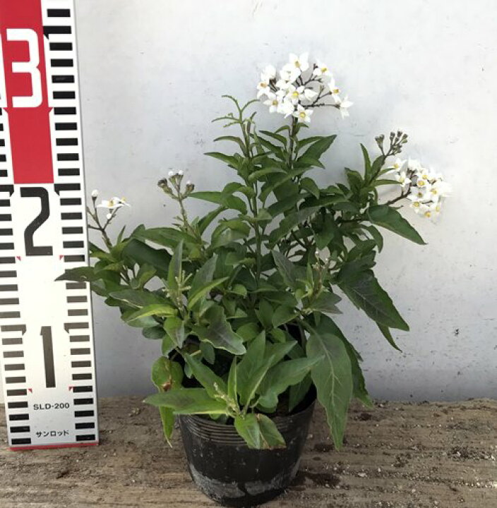 楽天市場 ツルハナナス ヤマホロシ ホワイト 3 5号苗 B06 千草園芸