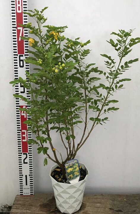 楽天市場 アンデスの乙女 カッシア コリンボサ 5号鉢植え苗 H33 千草園芸