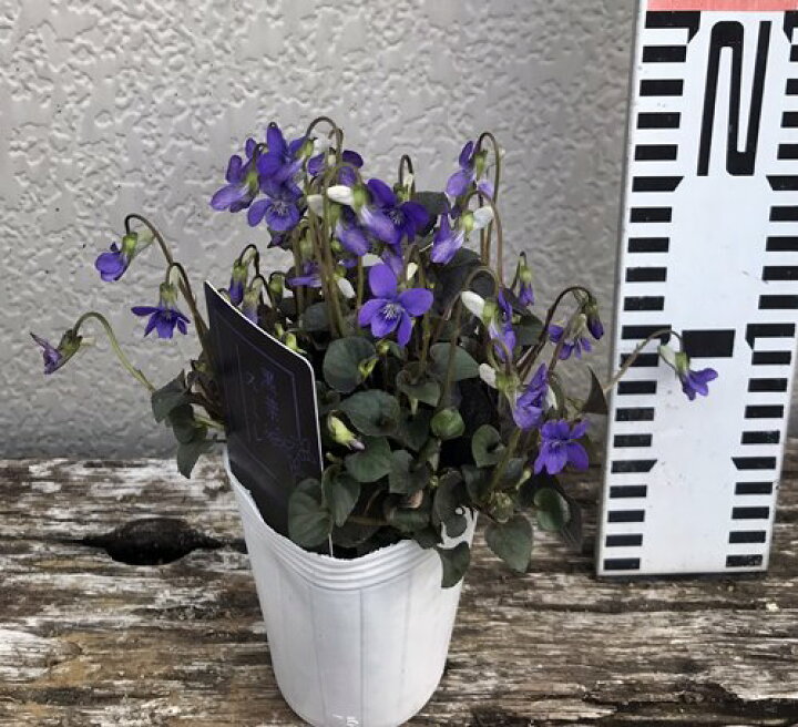 楽天市場 クロバスミレ苗 ビオラ ラブラドリカ 235号苗 J03 9 千草園芸 楽天市場 クロバスミレ苗 ビオラ ラブラドリカ 235号苗 J03 9 千草園芸