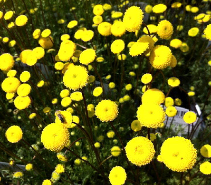 楽天市場 コツラ バルバータ 花ほたる 3号ポット苗 2個 千草園芸