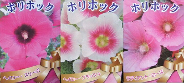 26円 独特の素材 タチアオイ 種 一重混合 1袋 300mg タチアオイの種 タチアオイの花 ホリホック 立葵 花たね 花の種 種子 タネ 国華園 26円 独特の素材 タチアオイ 種 一重混合 1袋 300mg タチアオイの種 タチアオイの花 ホリホック 立葵 花たね 花の種 種子 タネ 国華園