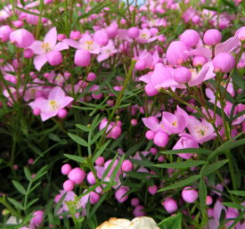 楽天市場 ボロニア 花 花 ガーデン Diy の通販 楽天市場 ボロニア 花 花 ガーデン Diy の通販