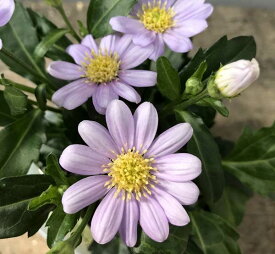 楽天市場 ミヤコワスレ 花 ガーデン Diy の通販