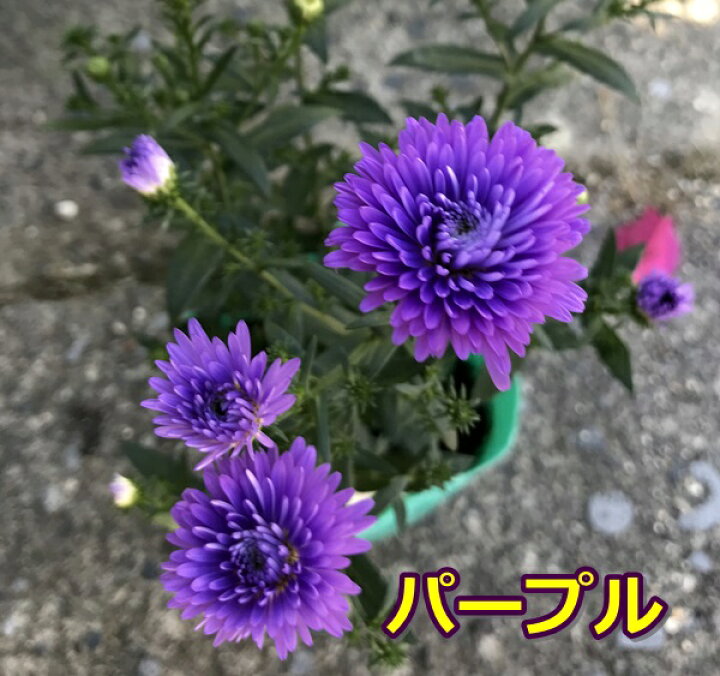楽天市場 宿根アスター 3 5号苗 矮性種 千草園芸