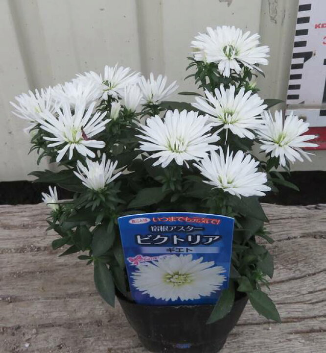 楽天市場 宿恨アスター キエト 3号ポット苗 矮性種 B10 千草園芸