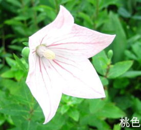 桔梗(キキョウ)苗　高性種　一重咲き　ピンク　3号苗【ガーデンそよかぜ】（J07）