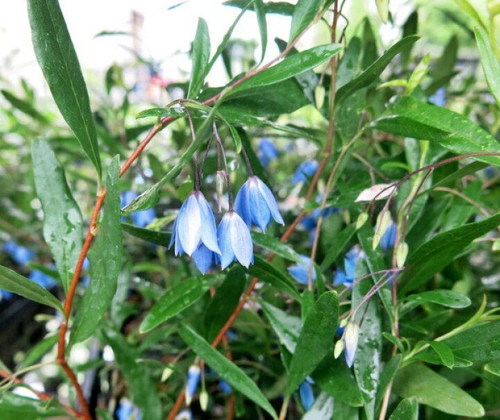 楽天市場 オーストラリアン ブルーベルズ 4号苗 C03 千草園芸