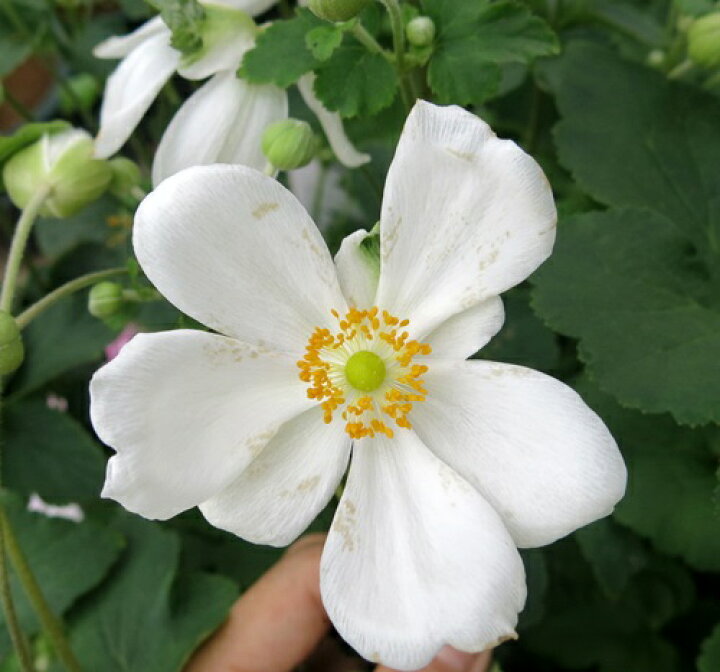 楽天市場 秋明菊 シュウメイギク つきあかり 白一重 3 5号苗 I05 千草園芸