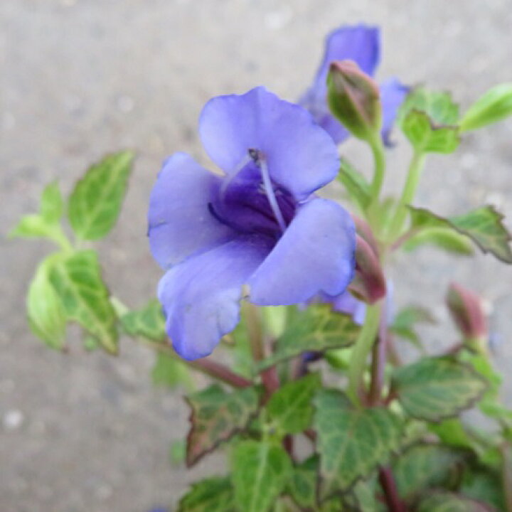 楽天市場 2種類から選ぶ トレニア コンカラー 3号苗 C14 千草園芸