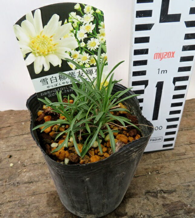 楽天市場】雪白柳葉友禅菊（セッパクヤナギバユウゼンギク）3.5号 