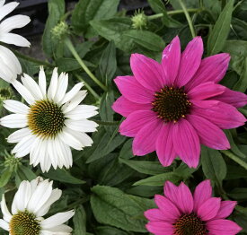 楽天市場 エキナセア プルプレアの通販