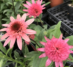 ���d�炫�G�L�i�Z�A�@���Y�x���[�g���b�t���@3.5���|�b�g�c�ic06�j